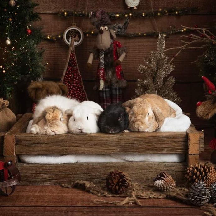 animal communication